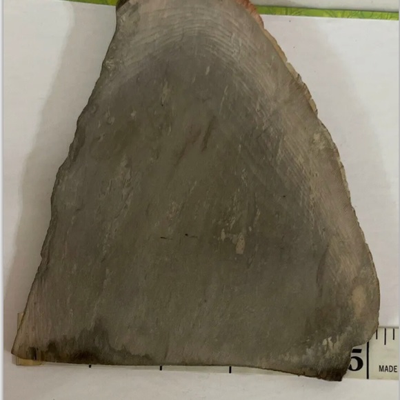 Small Polished Petrified Wood Full Slab w Bark 5 1/x 5” x 1/2” 8.6 oz. - Picture 2 of 9